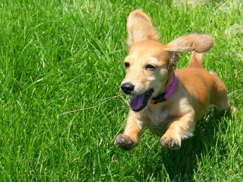 puppy running in grass