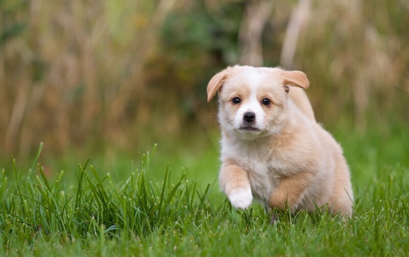 Puppy Running in Grass — Green