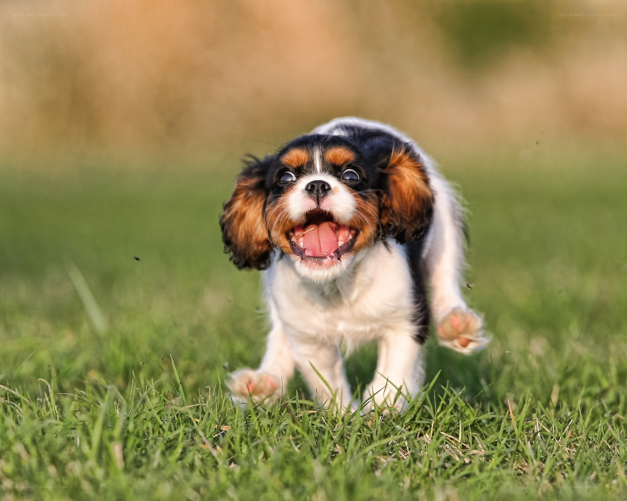 puppy running in grass
