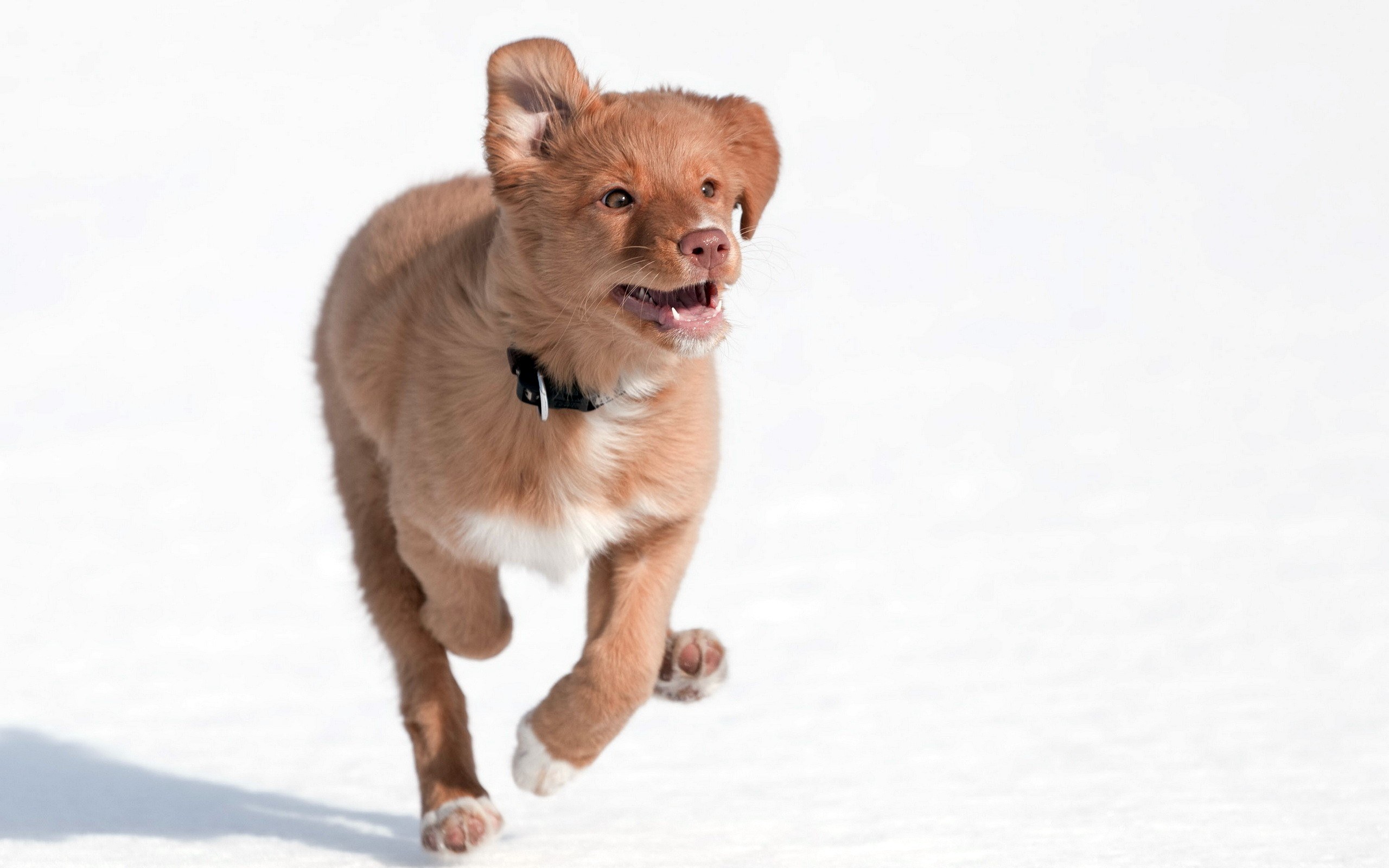 puppy running in snow