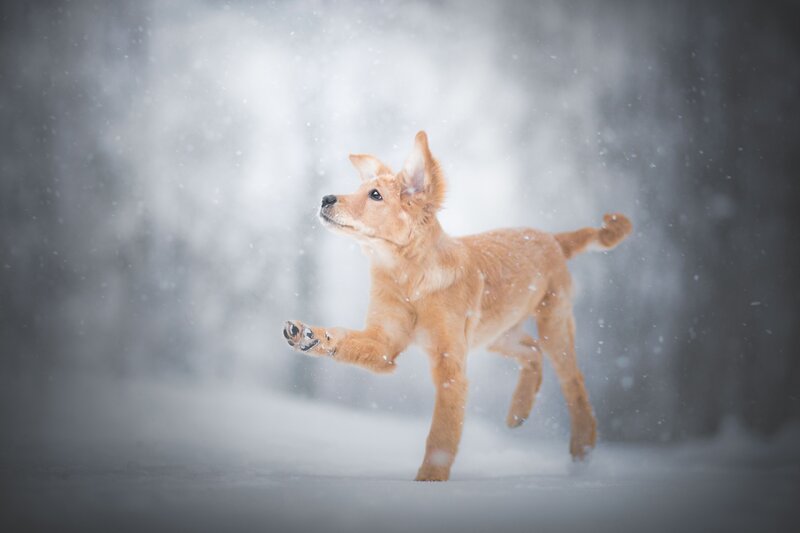 Puppy Running in Snow — Brown