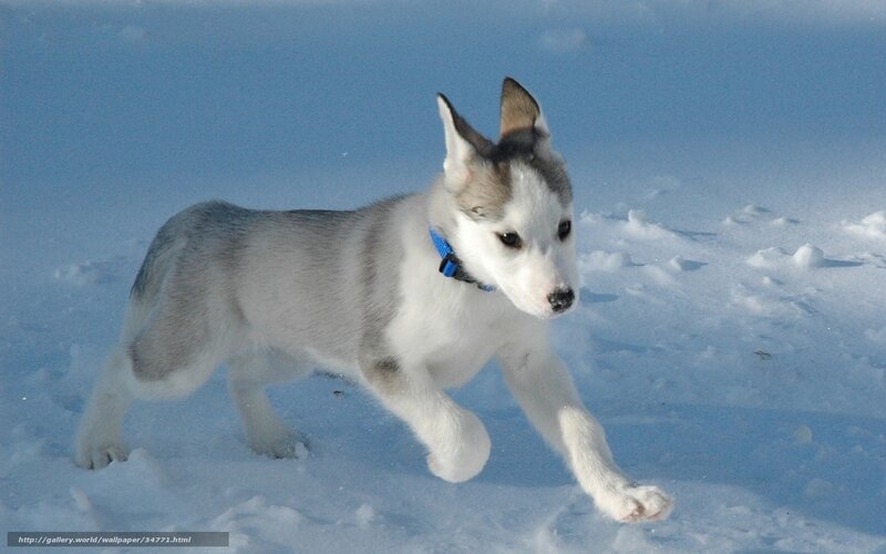 puppy running in snow