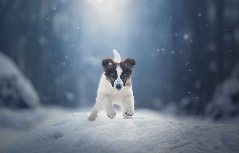 Puppy Running in Snow — White
