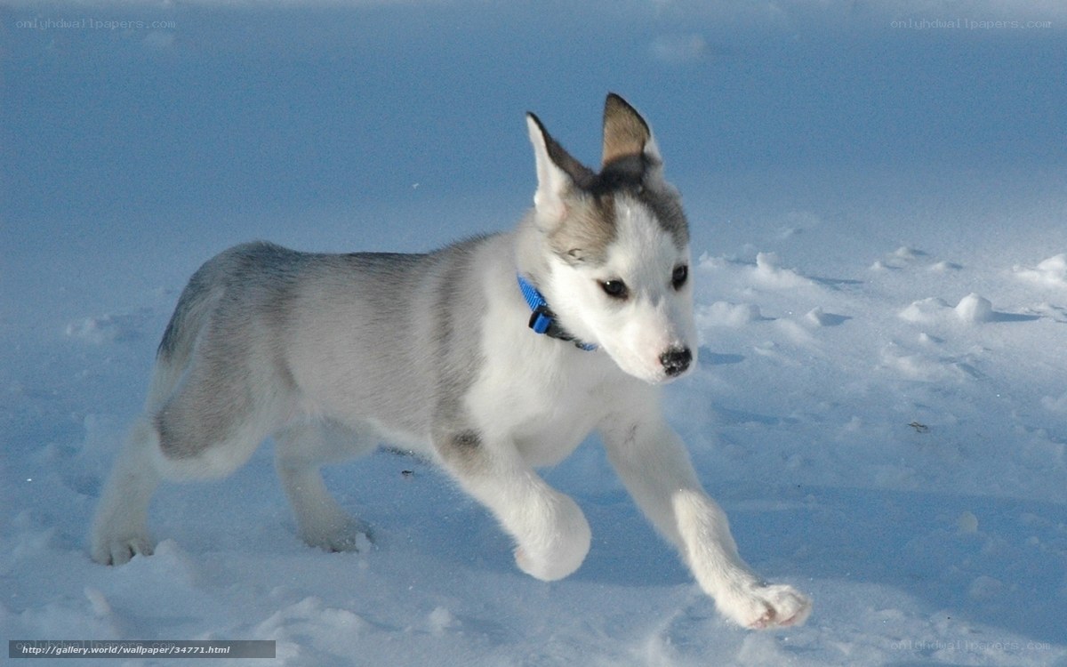 puppy running in snow