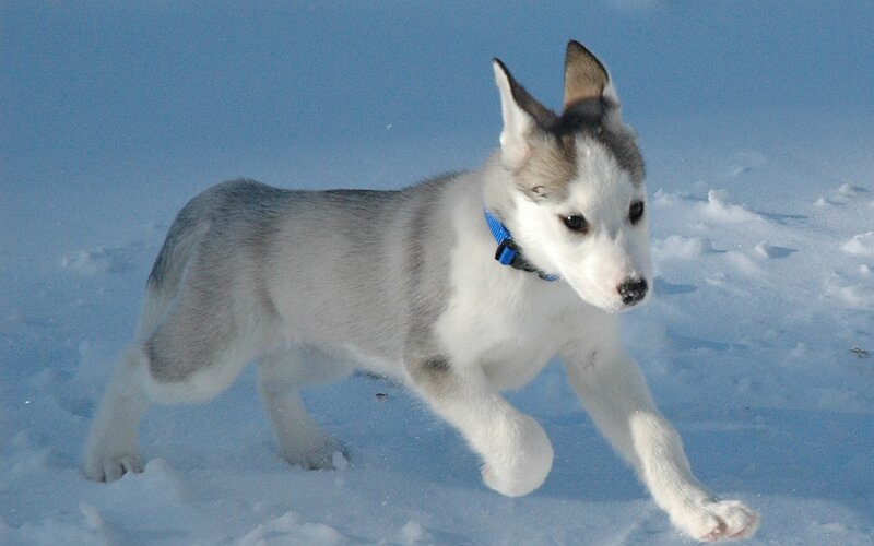 puppy running in the snow