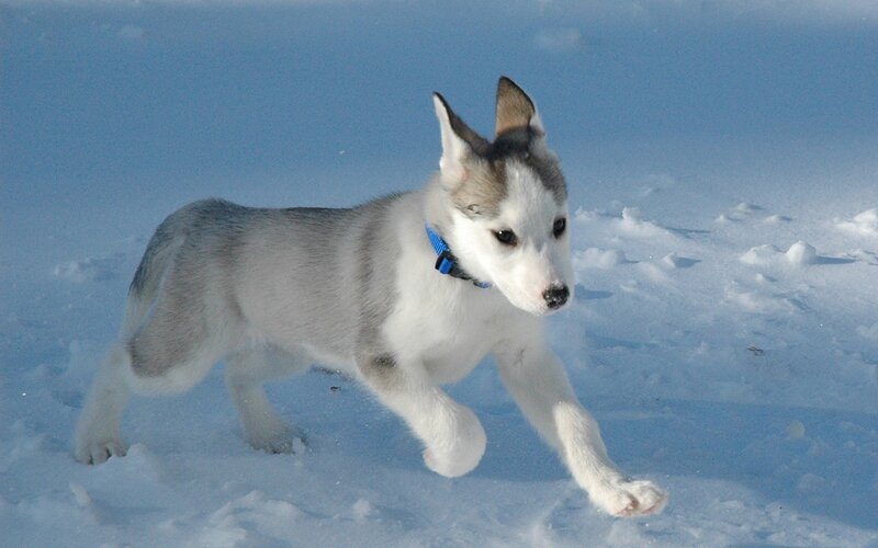 puppy running in the snow