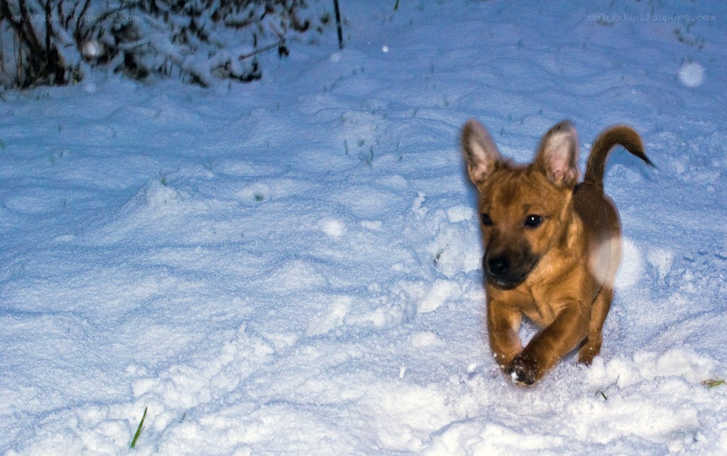 puppy running in the snow