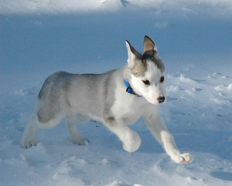 puppy running in the snow