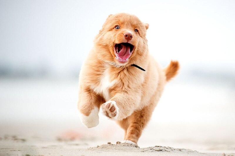 Puppy Running on Beach — Brown