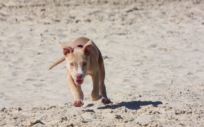 puppy running on beach