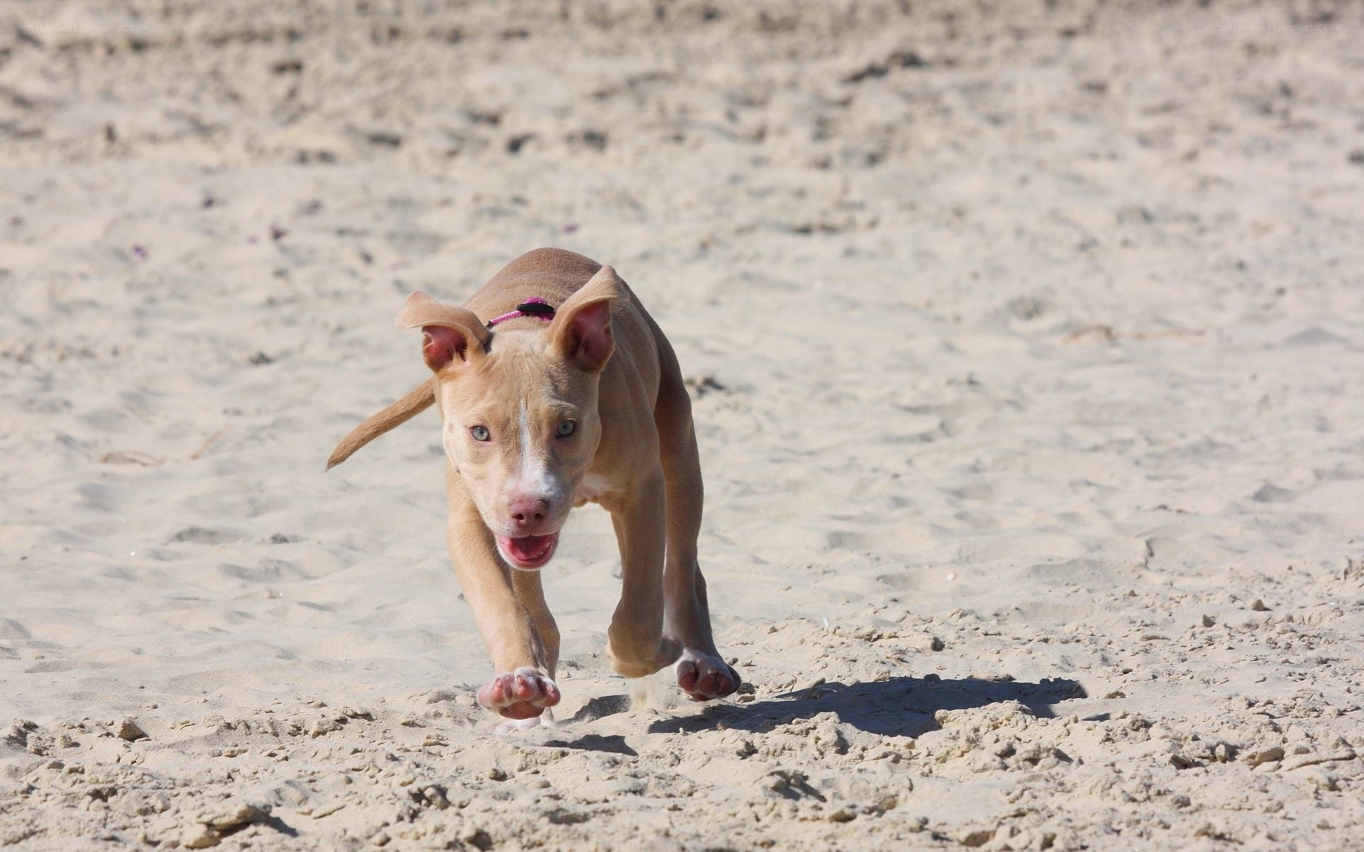 puppy running on beach