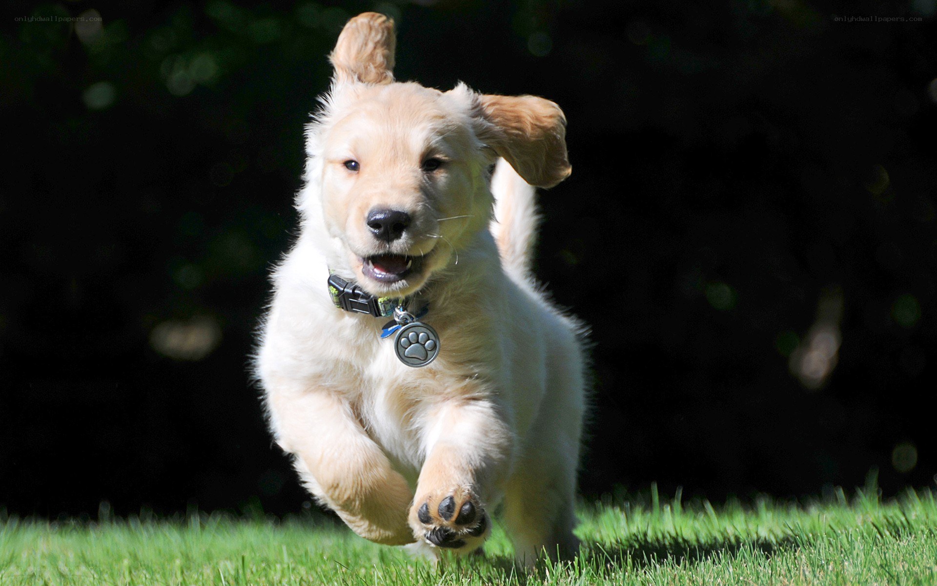 puppy running on grass