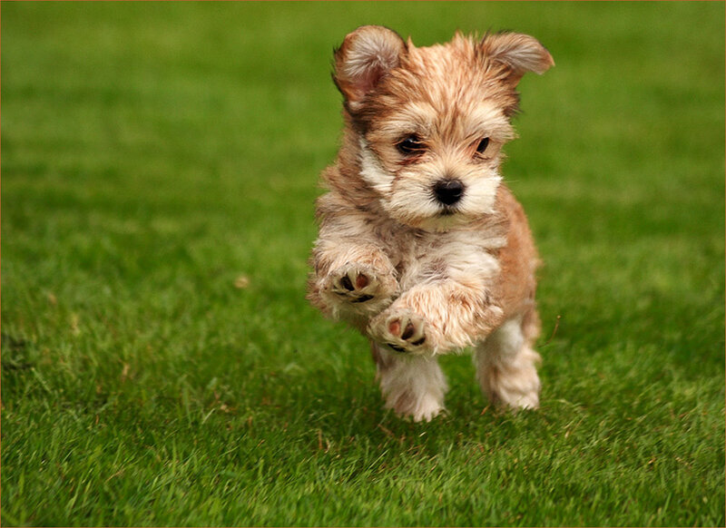 puppy running on grass