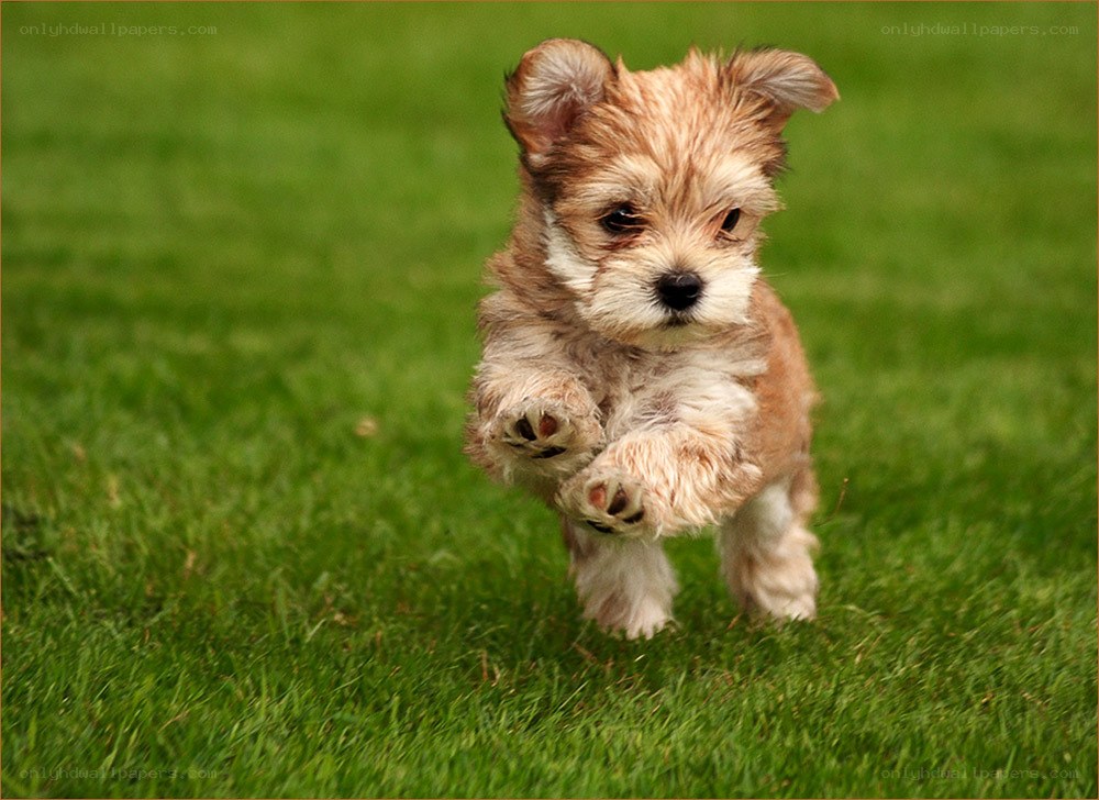 puppy running on grass