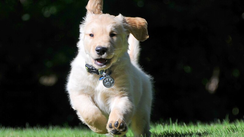 puppy running on grass