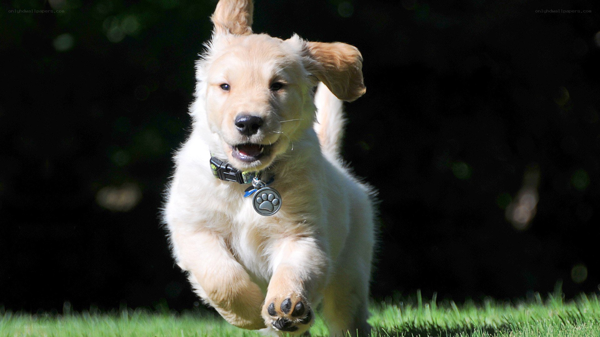 puppy running on grass