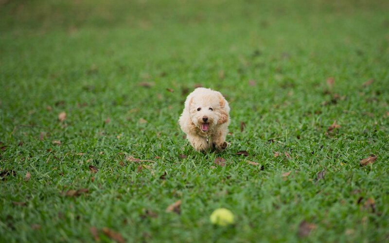 puppy running on grass