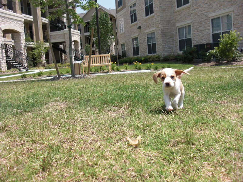 puppy running on grass