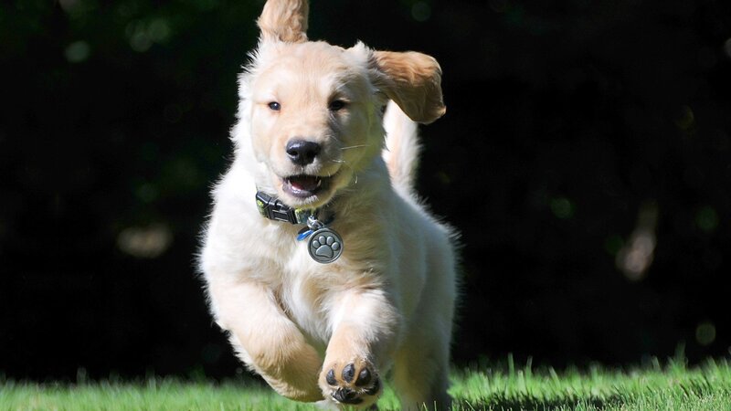 puppy running on grass