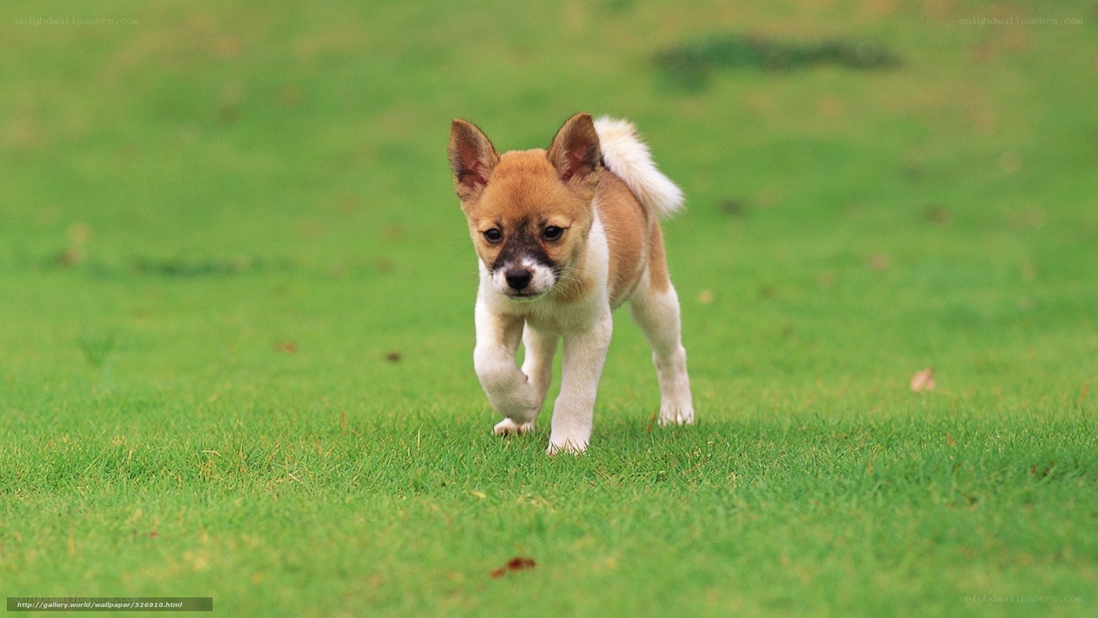 puppy running on grass
