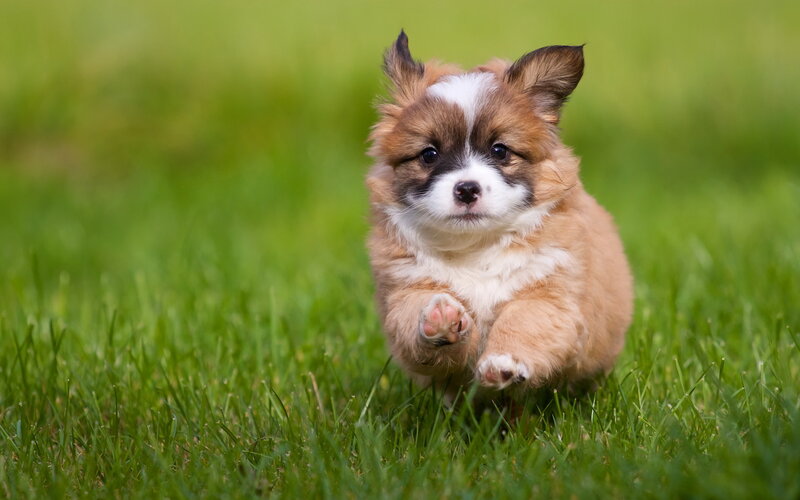puppy running on grass