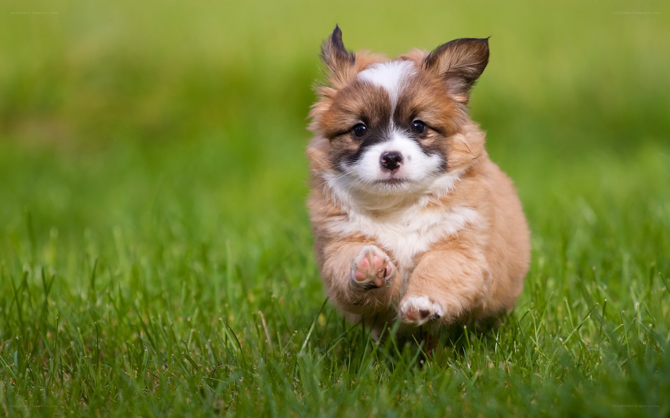 puppy running on grass