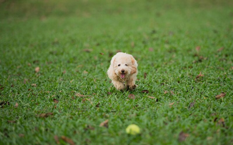 Puppy Running on Grass — Green, Playful