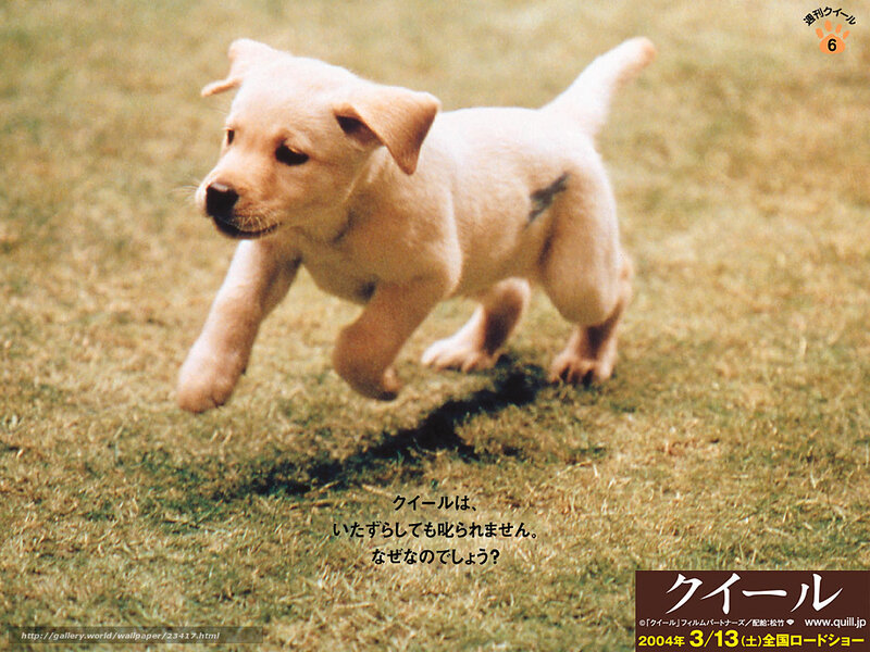 puppy running on grass