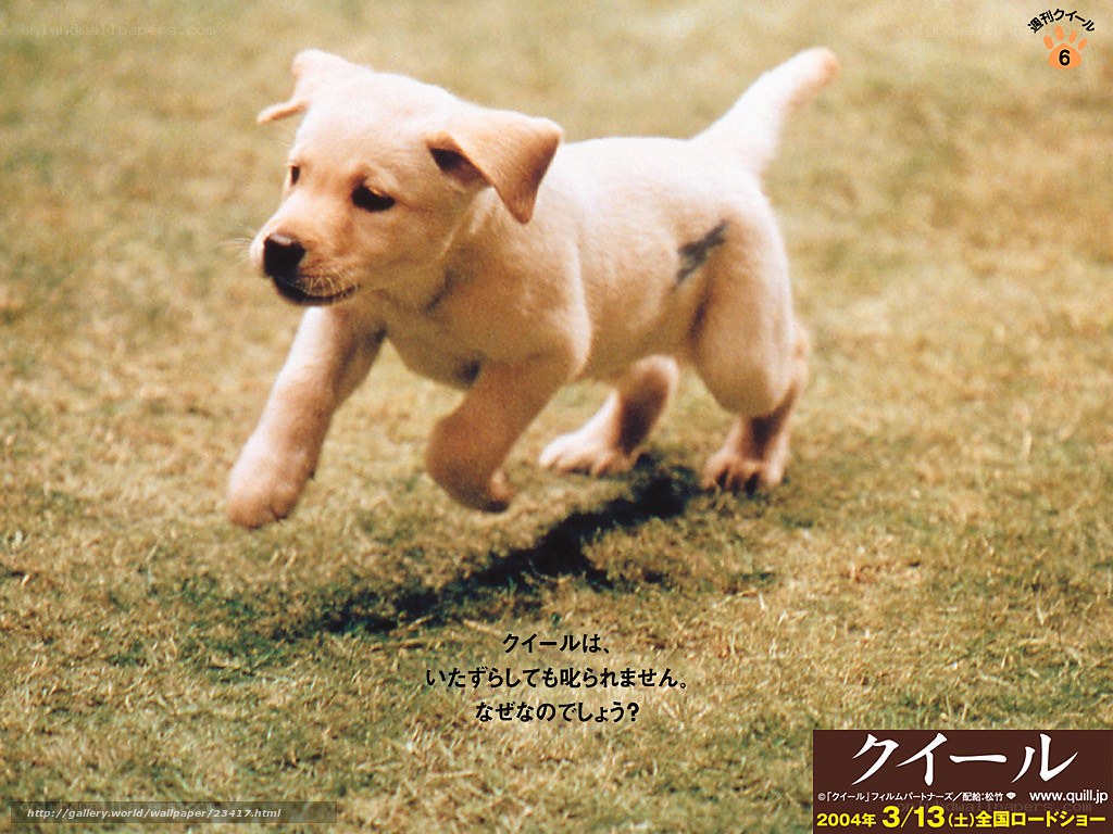 puppy running on grass