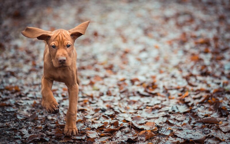puppy running on leaves