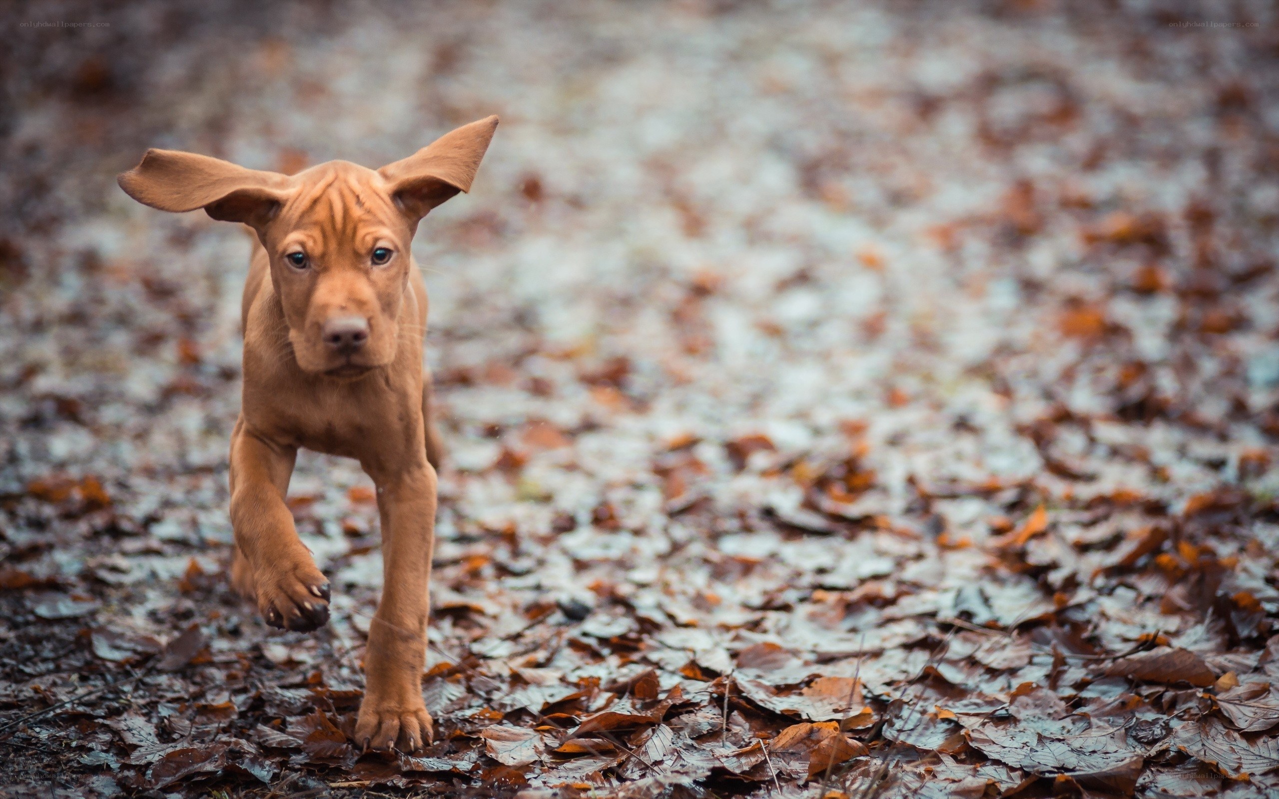 puppy running on leaves