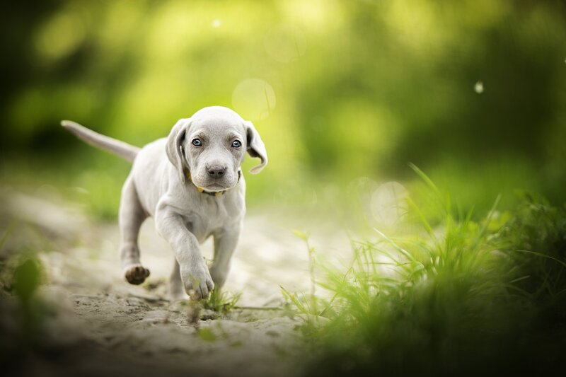 Puppy Running on Path — Green