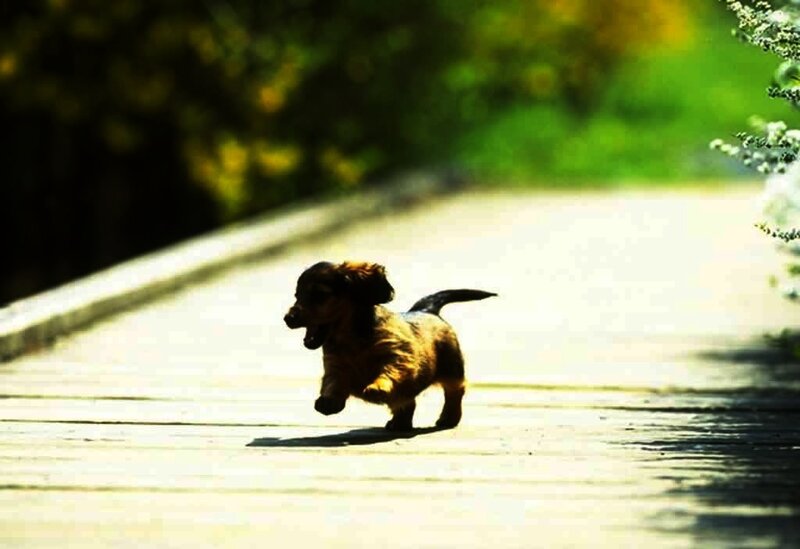 puppy running on path