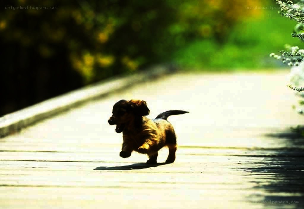puppy running on path