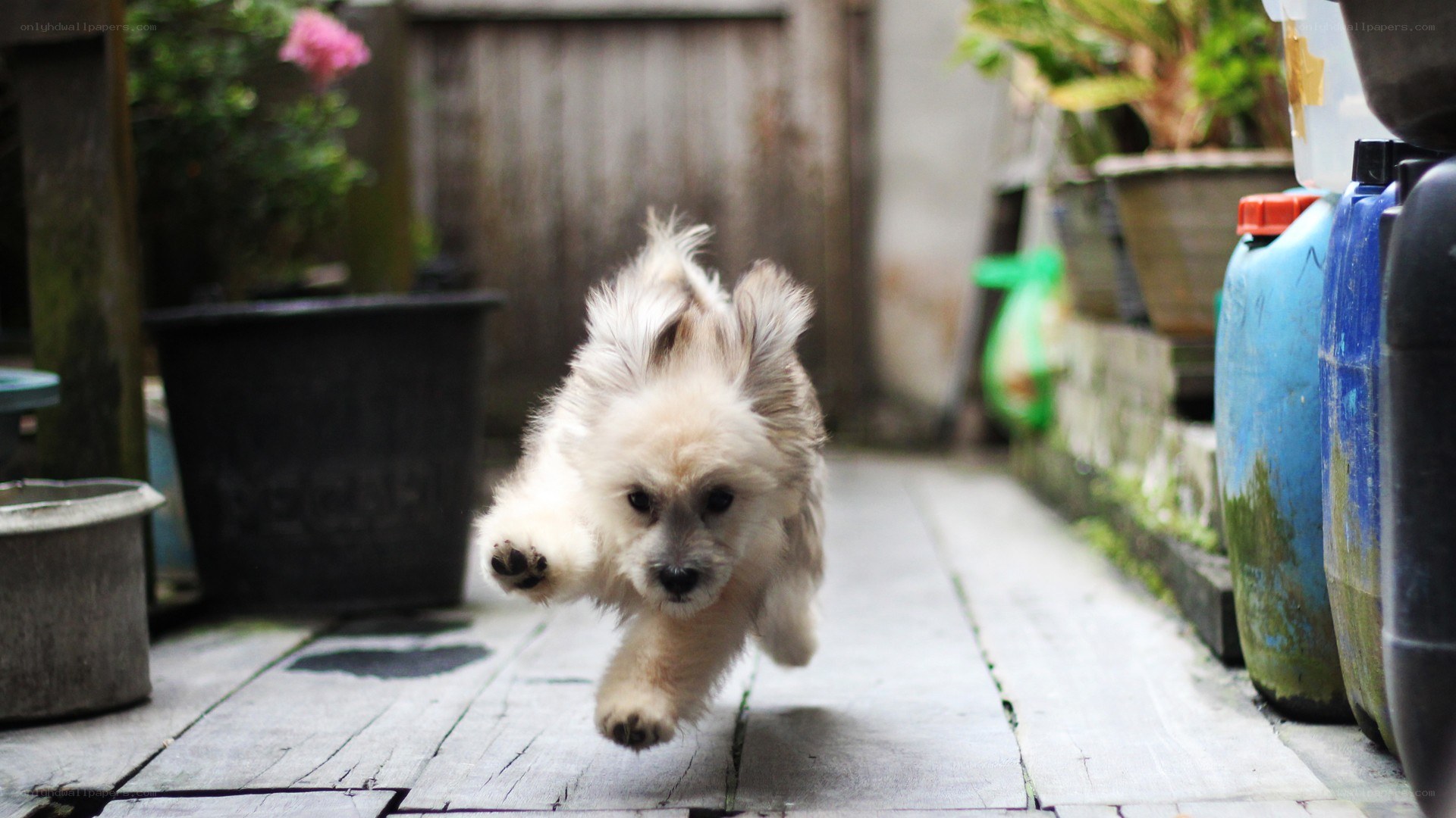 puppy running on wooden deck