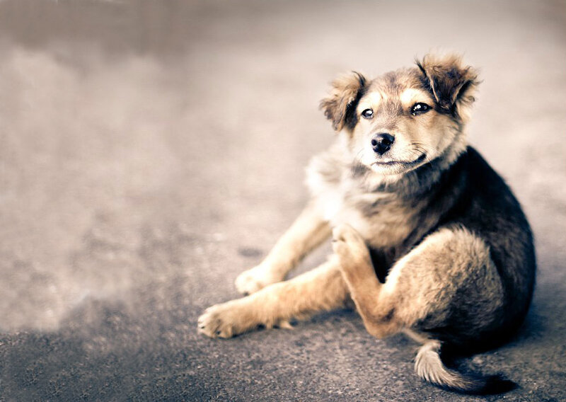 Puppy Scratching Head — Brown