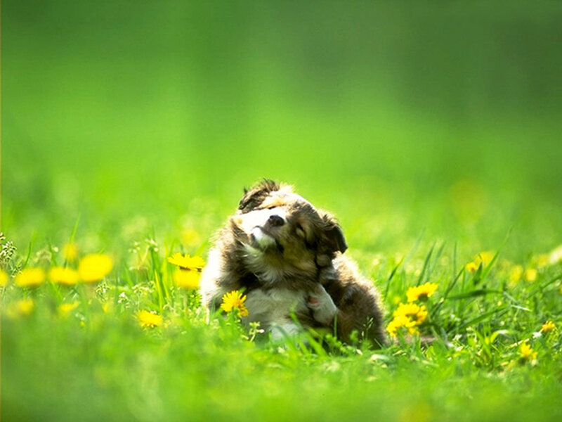 Puppy Scratching Head