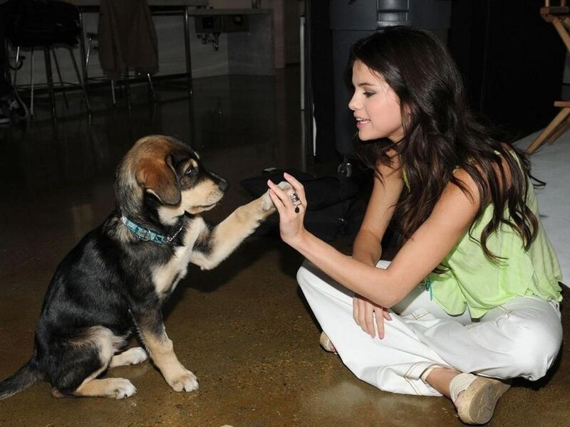 Puppy Shaking Hands