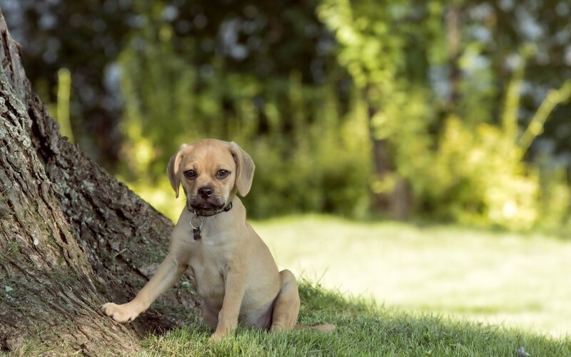 puppy sitting by a tree