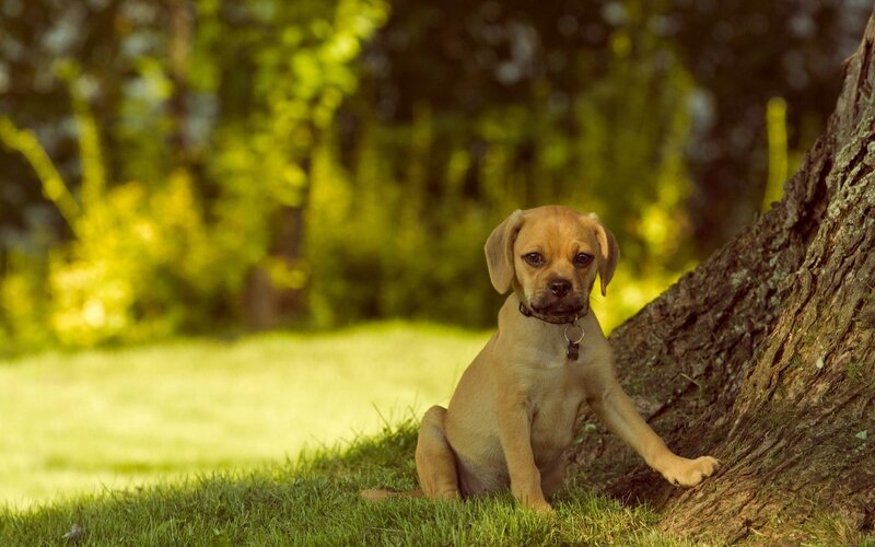 Puppy Sitting by Tree — Green