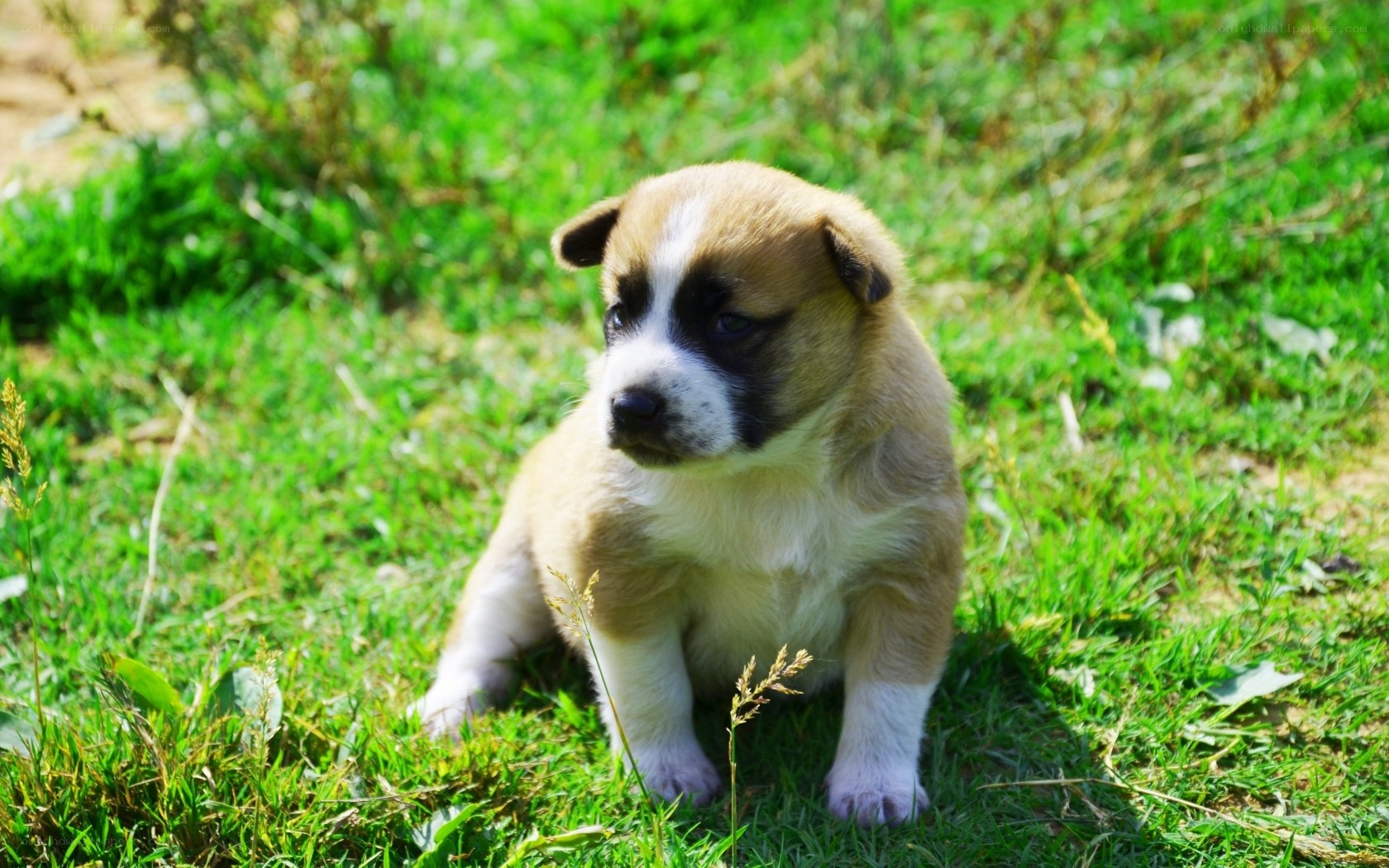Puppy sitting in grass
