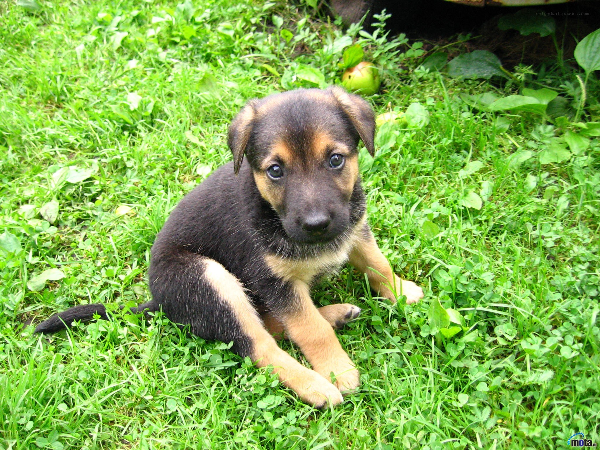 puppy sitting in grass