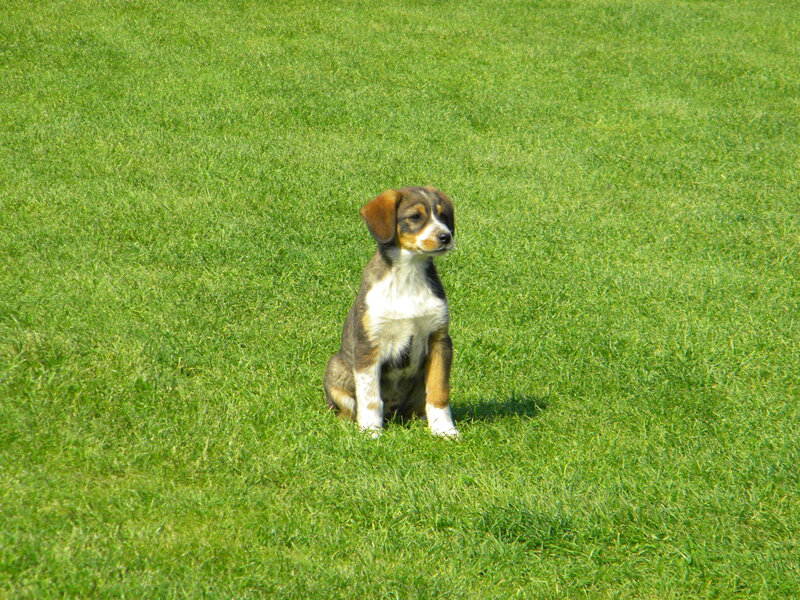 Puppy Sitting in Grass — Green