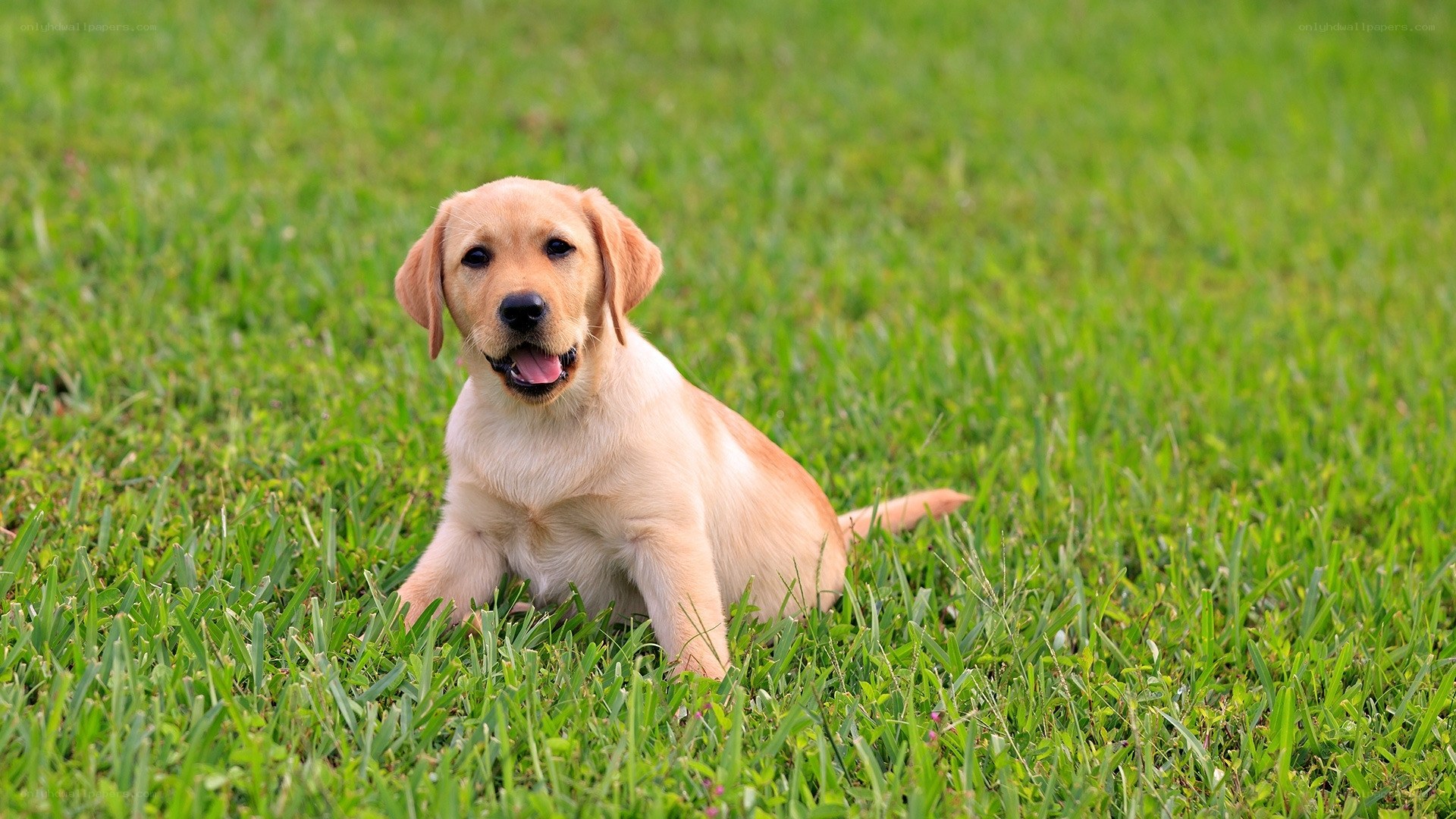 puppy sitting in grass