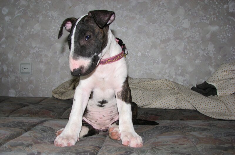 puppy sitting on a bed