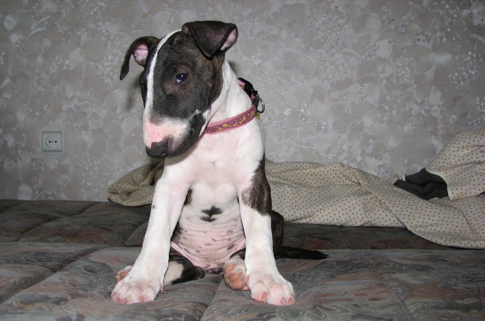 puppy sitting on a bed