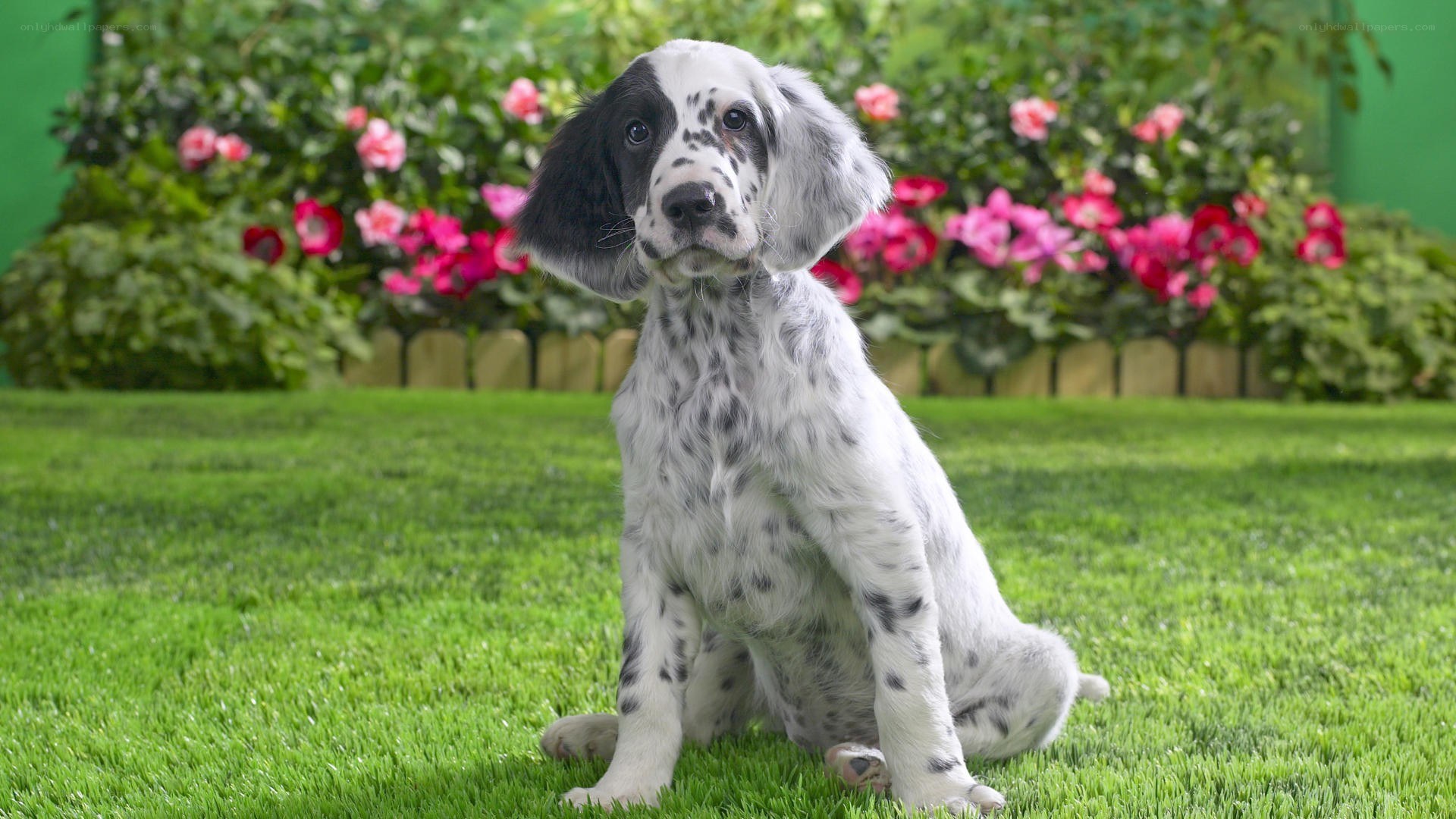 puppy sitting on grass