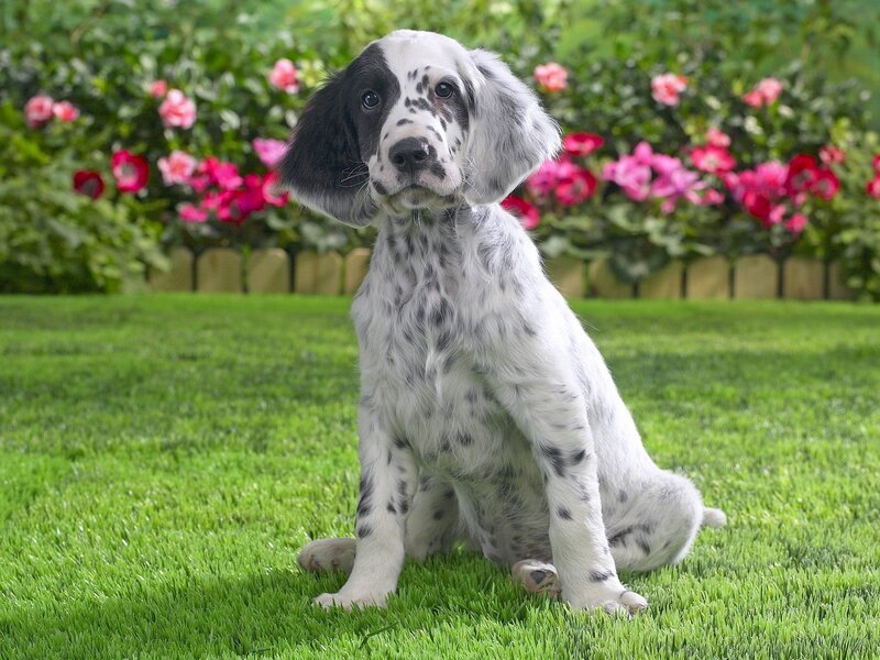 puppy sitting on grass