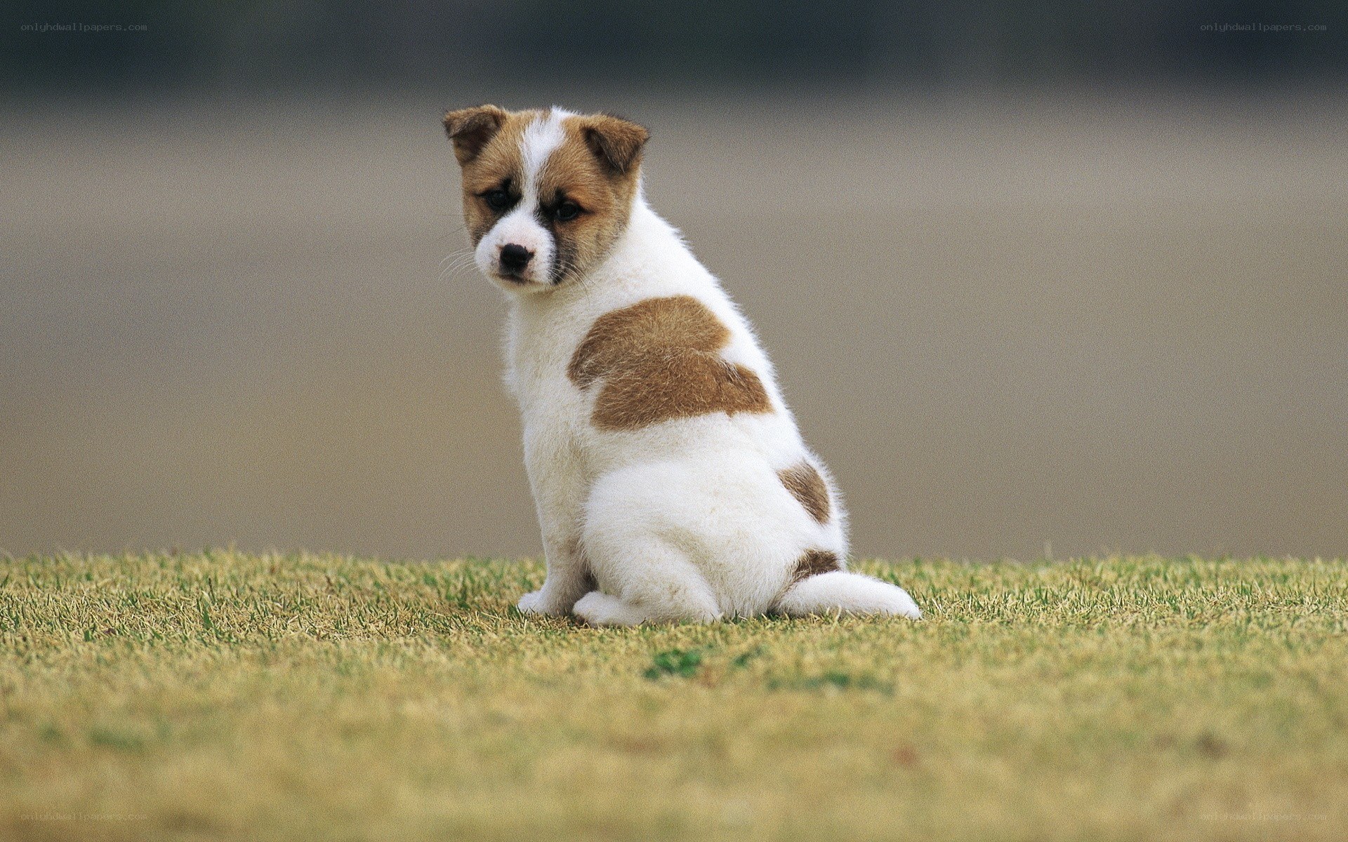 puppy sitting on grass