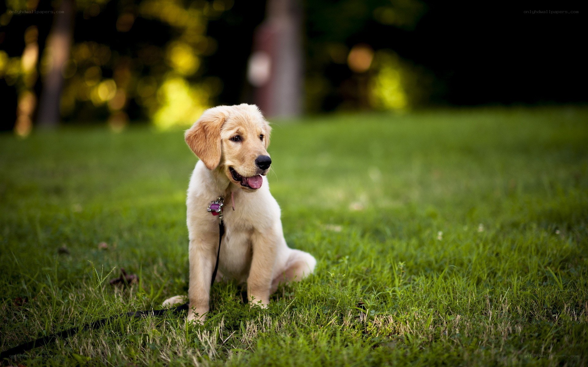 puppy sitting on grass